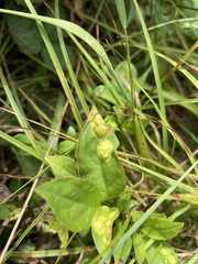 Parallelodiplosis subtruncata