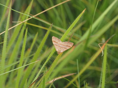 Mimoclystia pudicata