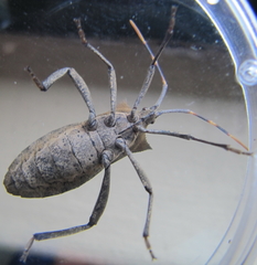 Elasmopoda valga