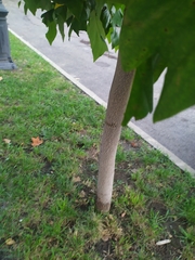 Platanus orientalis