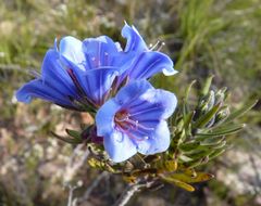 Lobostemon marlothii