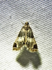 Usingeriessa
