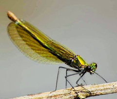 Calopteryx splendens