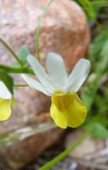 Nemesia ligulata