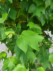 Platanus orientalis