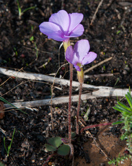 Oxalis eckloniana eckloniana