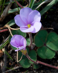 Oxalis eckloniana eckloniana
