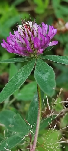 Šilinis dobilas nuotrauka