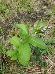 Thyrsanthella
