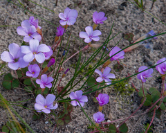 Oxalis eckloniana eckloniana