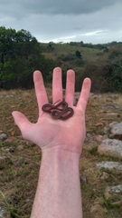 Psammophis brevirostris