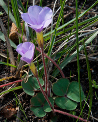 Oxalis eckloniana eckloniana