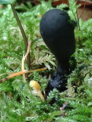 Xylaria corniformis