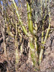 Commiphora marlothii