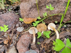 Inocybe pseudodestricta