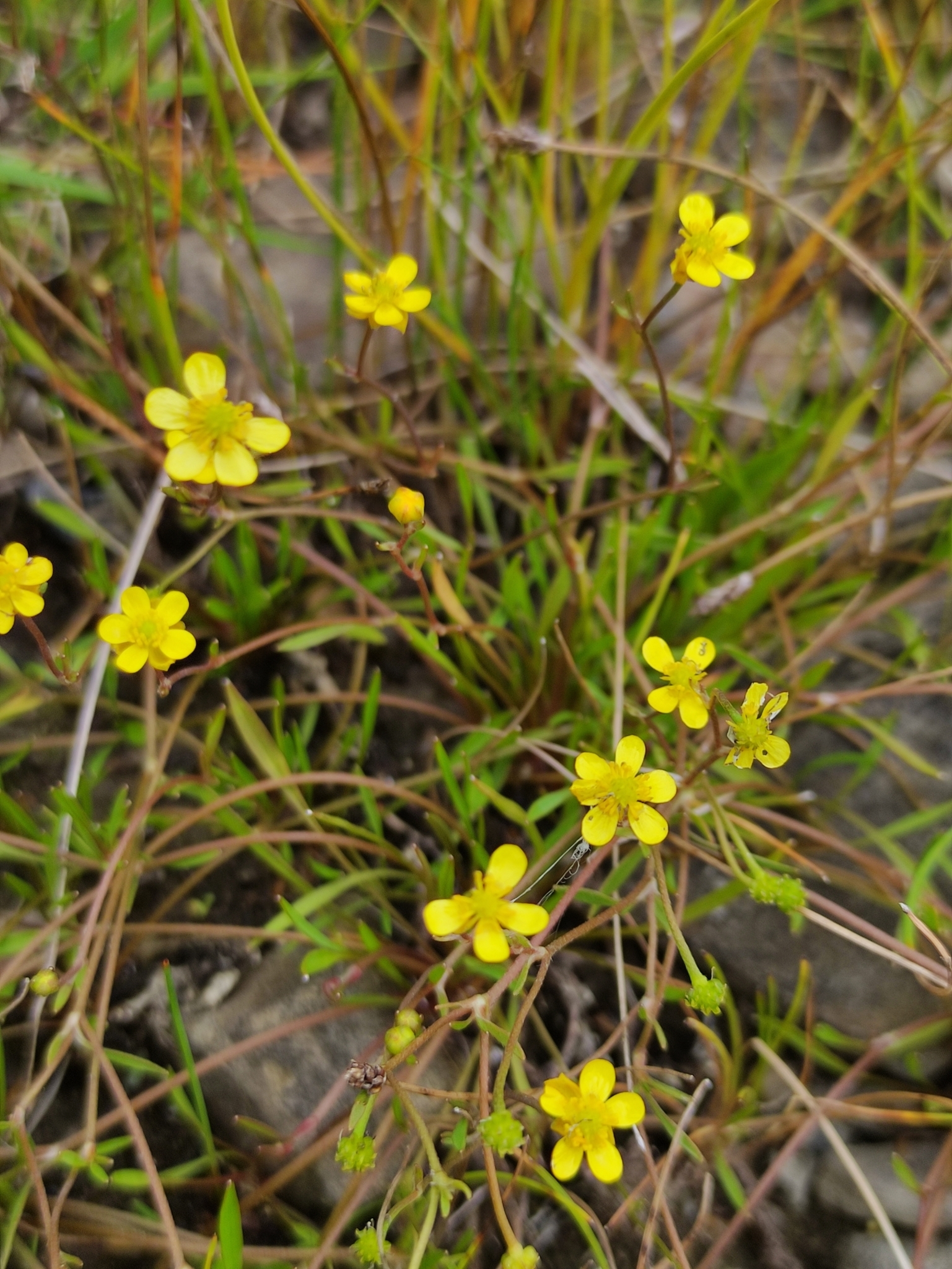 Ranunculus flammula var. reptans