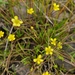 Ranunculus reptans - Photo (c) Nadezhda Shimalina, algunos derechos reservados (CC BY-NC), uploaded by Nadezhda Shimalina