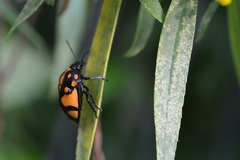 Augocoris