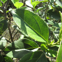 Ageratina tinifolia