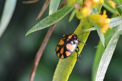 Augocoris