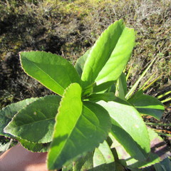 Ageratina tinifolia