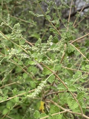Aloysia wrightii
