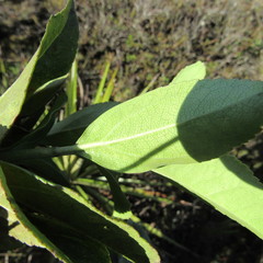 Ageratina tinifolia