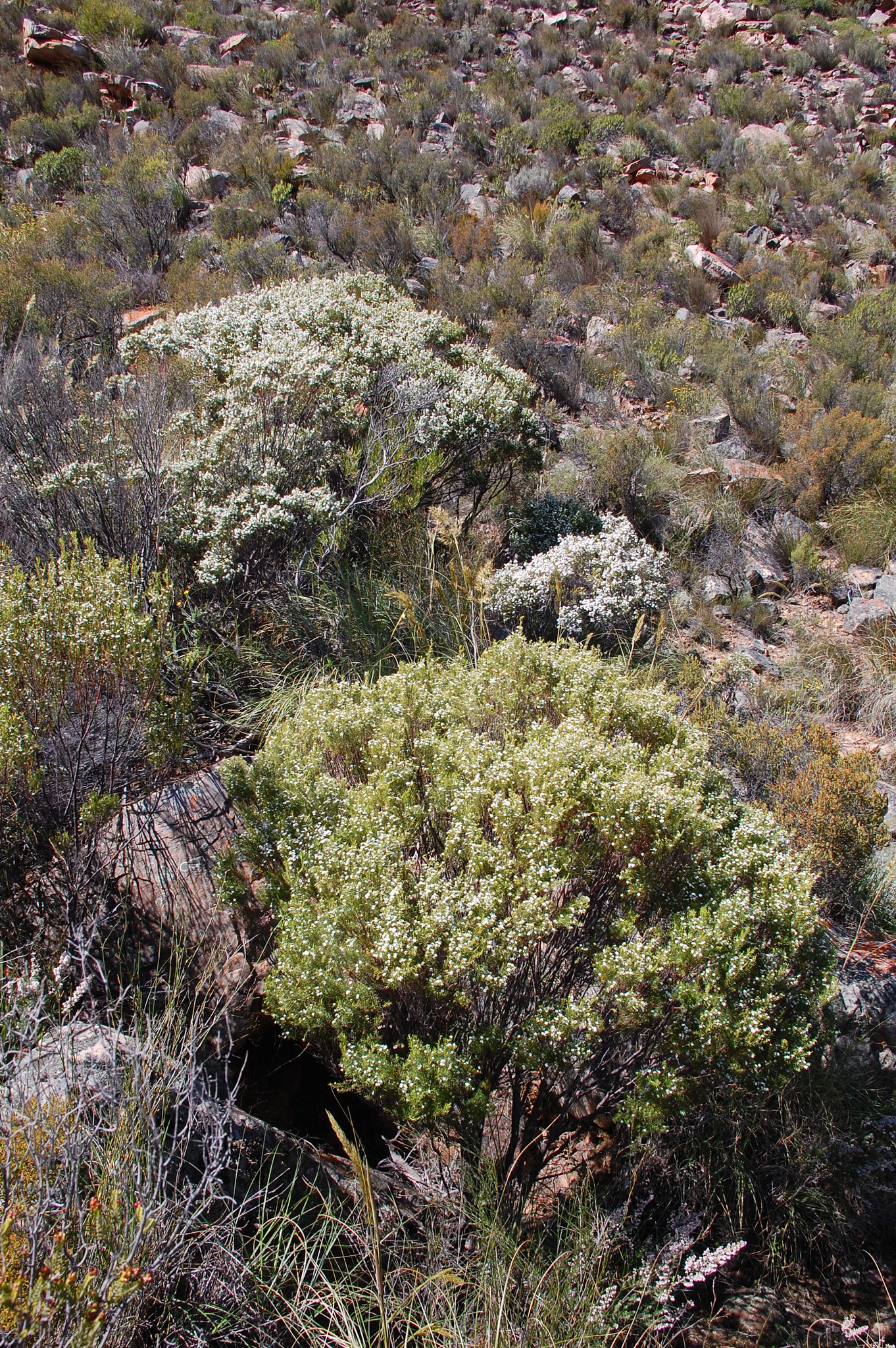 Rum Capemay (Coleonema calycinum)
