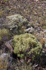Coleonema calycinum
