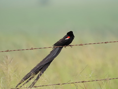 Euplectes progne progne