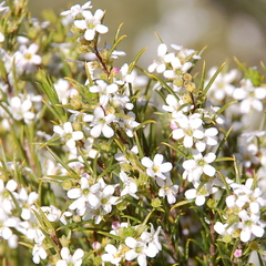 Coleonema calycinum