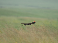 Euplectes progne progne