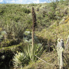 Puya goudotiana
