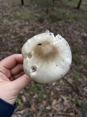 Amanita submaculata