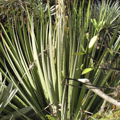 Puya goudotiana