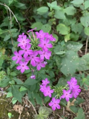Phlox carolina