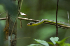 Chironius multiventris