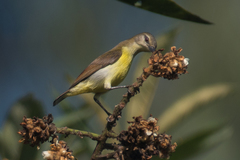 Purple-Rumped Sunbird photo 6