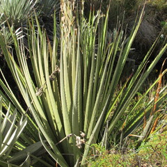 Puya goudotiana