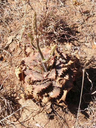 Aloe longibracteata, photograph 5