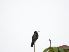 Eugenes fulgens
