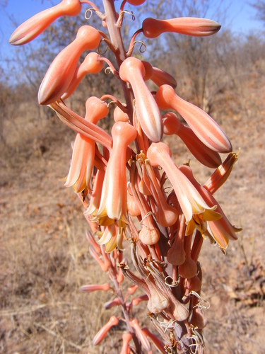 Aloe longibracteata, photograph 6