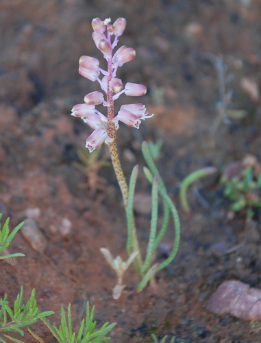 Lachenalia moniliformis