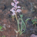 Lachenalia moniliformis - Photo (c) Charles Stirton, algunos derechos reservados (CC BY-SA), uploaded by Charles Stirton