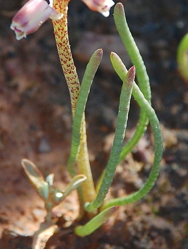 Lachenalia moniliformis
