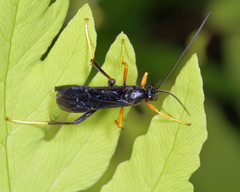 Exetastes fornicator nervulus