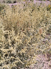 Atriplex acanthocarpa