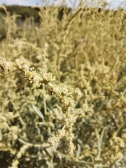 Atriplex acanthocarpa