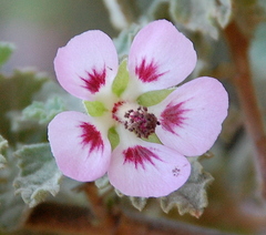 Anisodontea