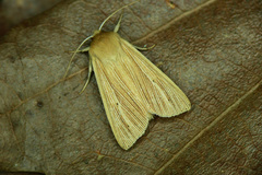 Mythimna pallens